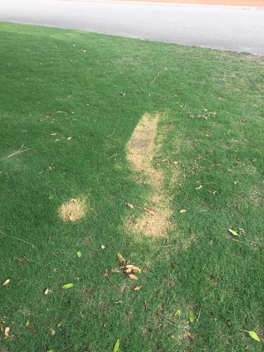 lawn.jpg