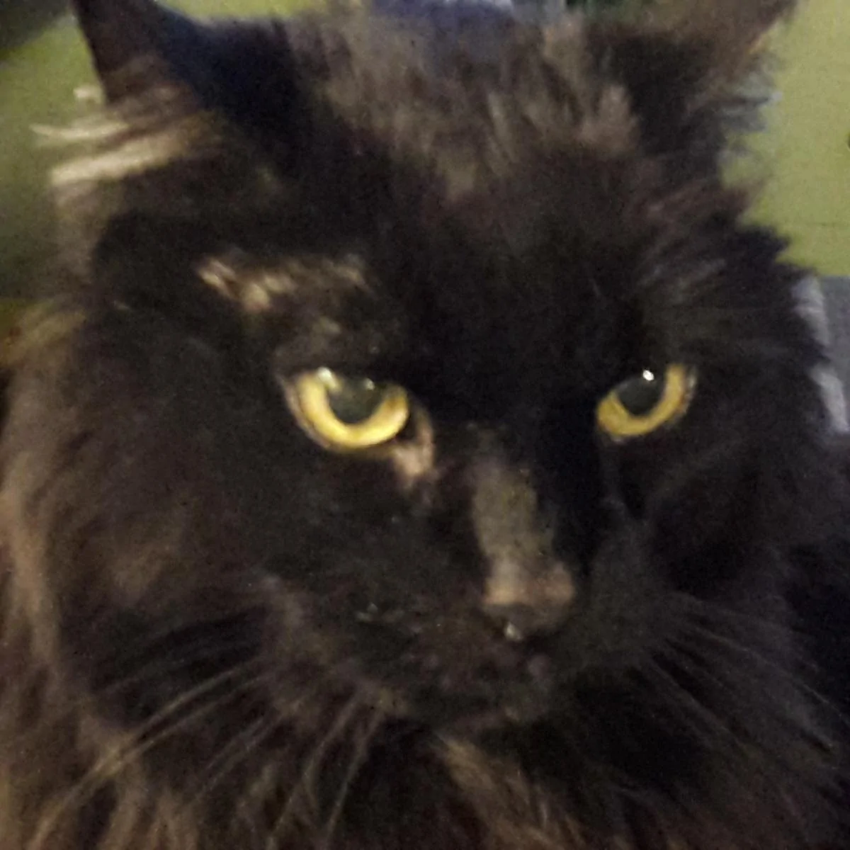 cat.webp