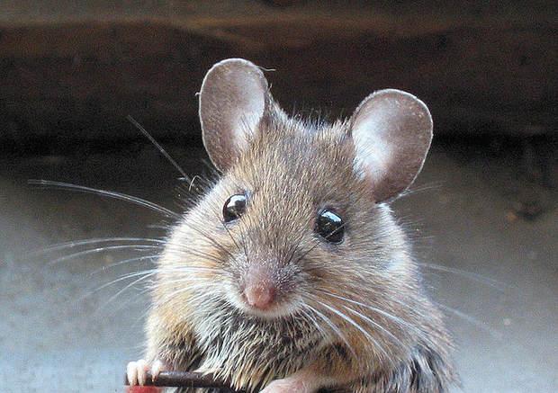 house-mouse-big.jpg