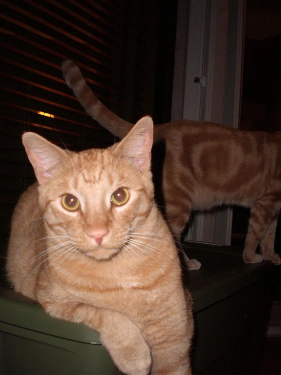 Simba (5).webp