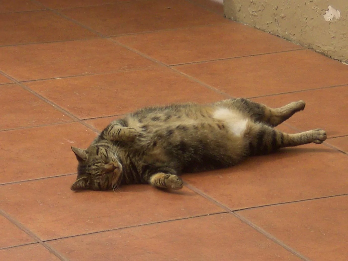 Tiger (1).webp