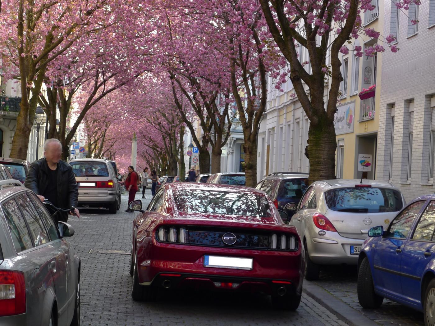 Mustang von hinten 1.jpg