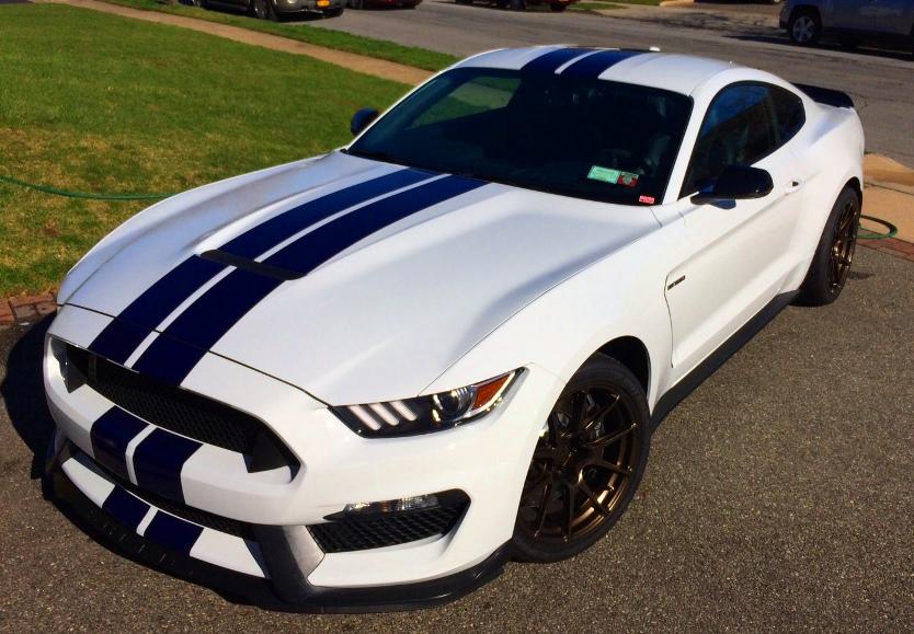 shelby cleaned-3 2017.jpg