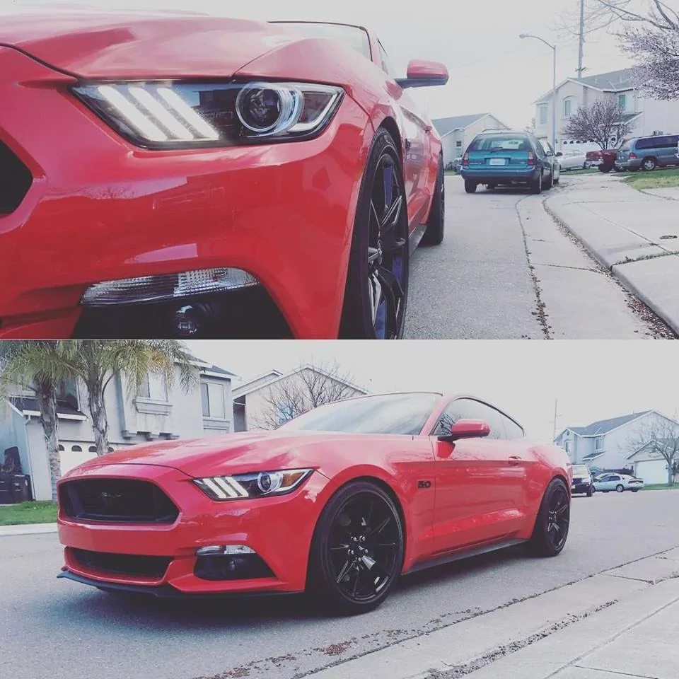 mustang.webp