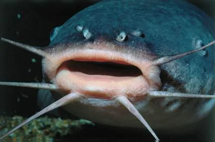 catfish.webp