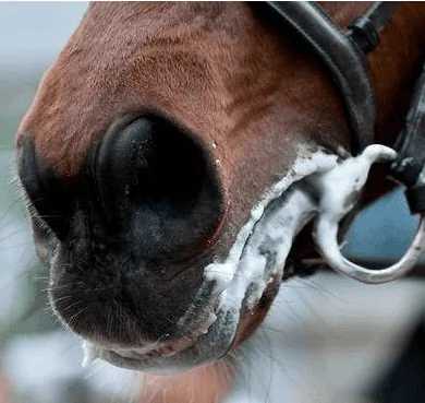 horse.webp
