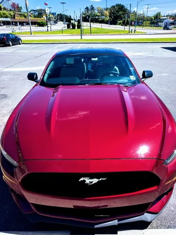 mustang.webp