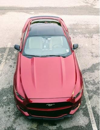 mustang4.jpg