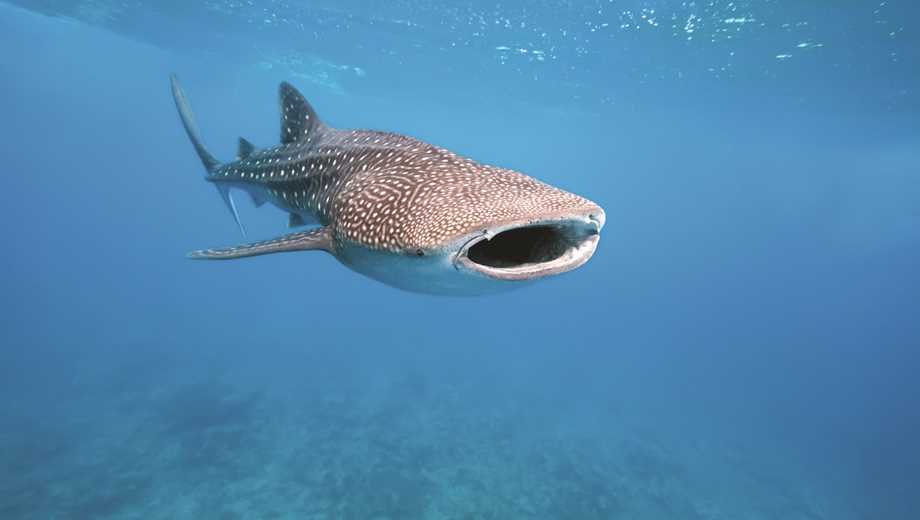 whaleshark01.jpg