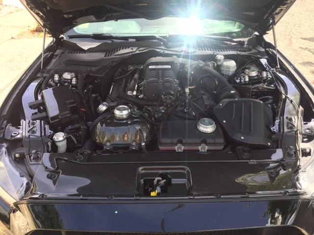 stang 6.webp