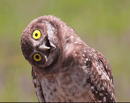 owl.webp