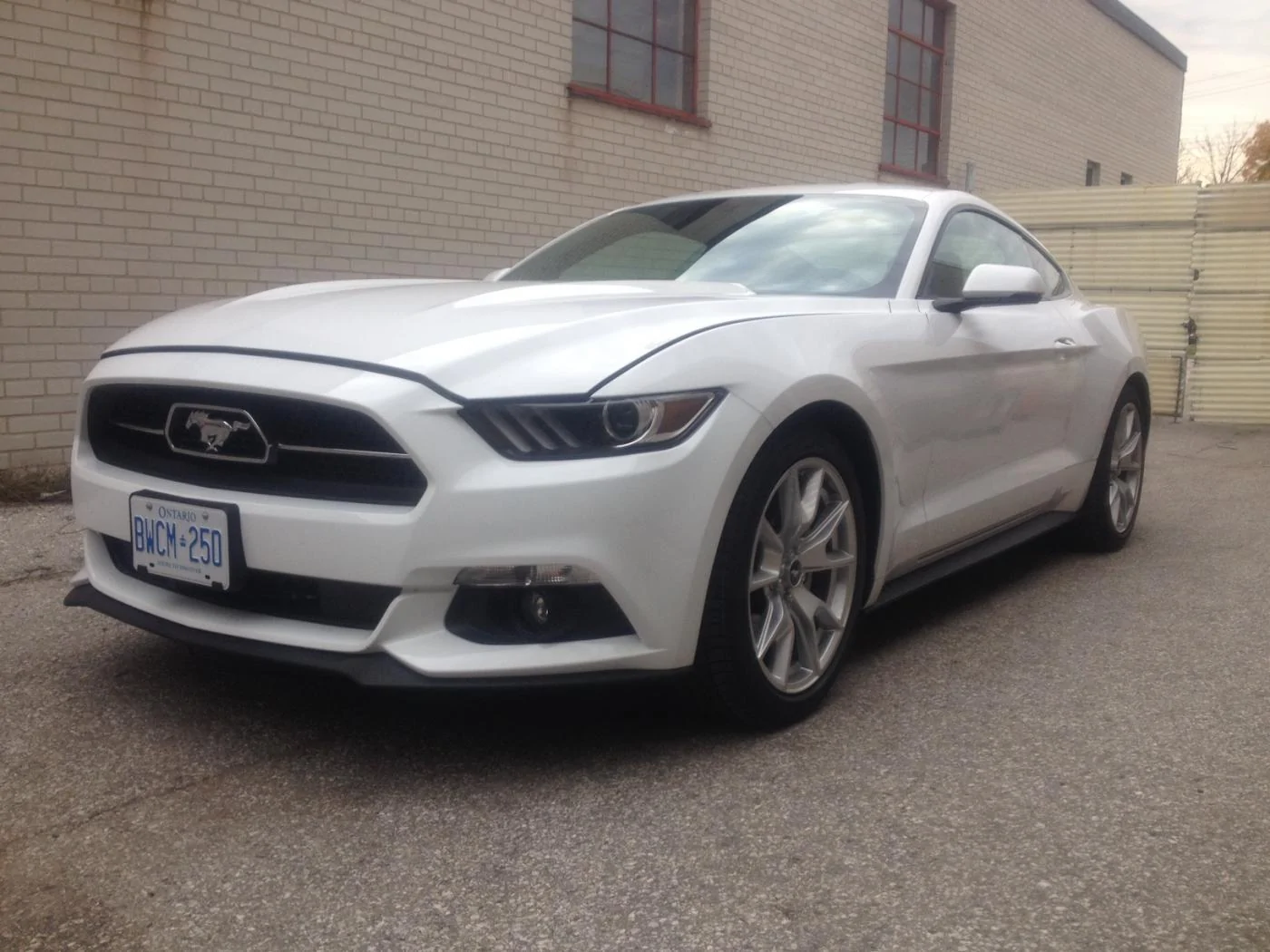 mustang 1.webp