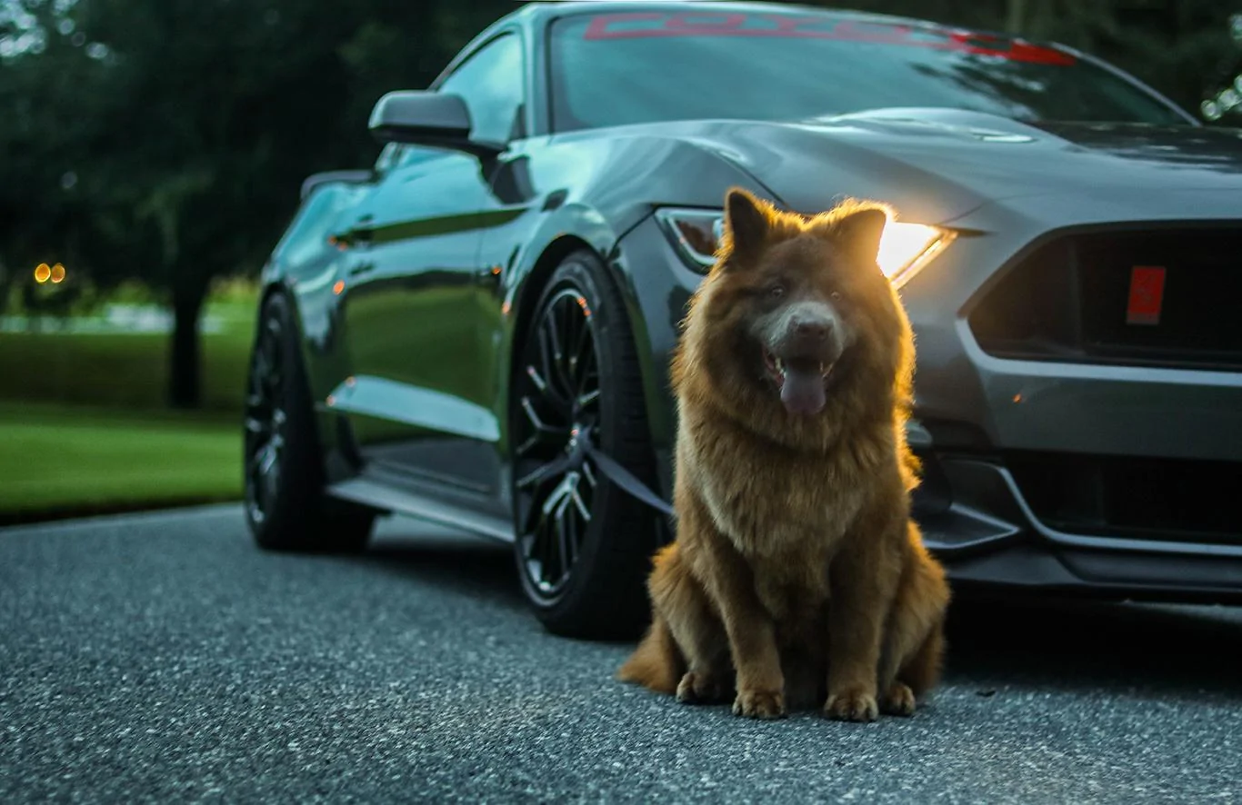 Puppy.webp