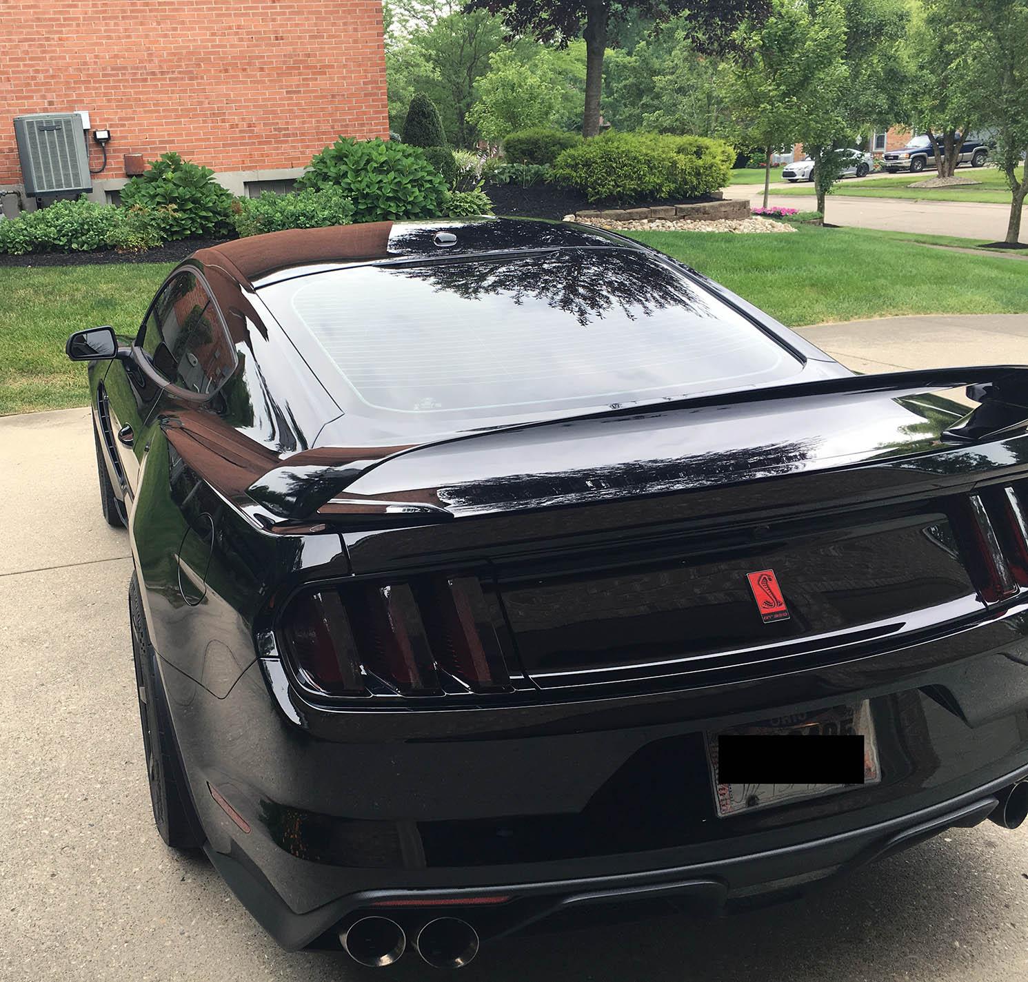 shelby edit3.jpg