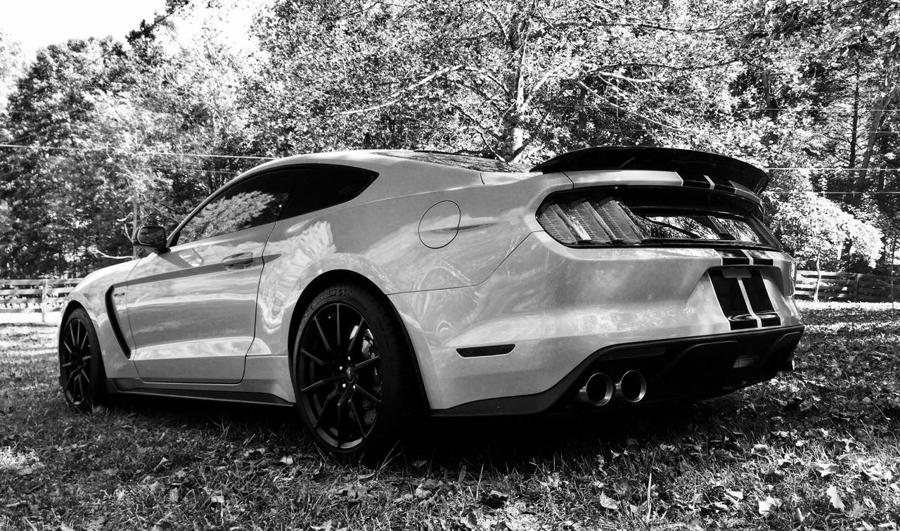 shelby back.jpg
