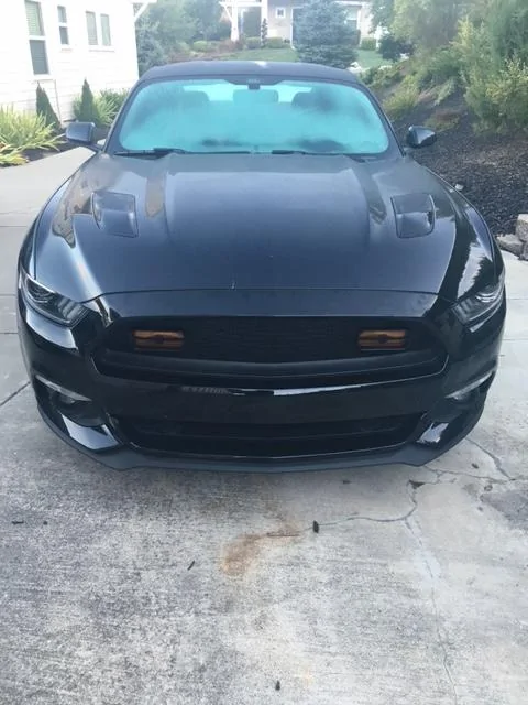 Mustang4.webp