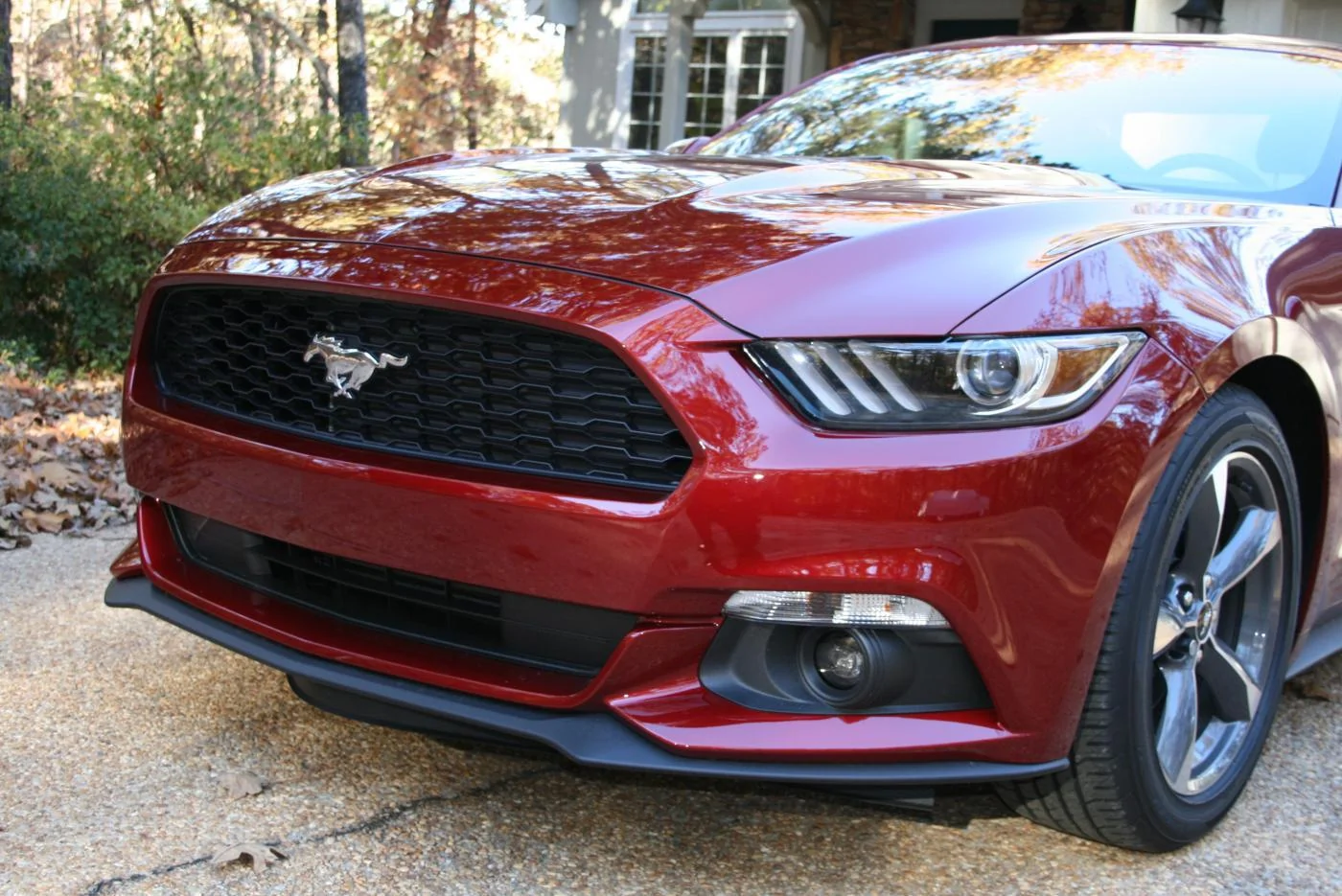 Mustang at the lake 11-18-14 017.webp