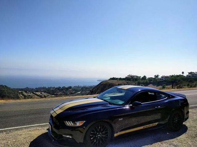 Shelby1.webp