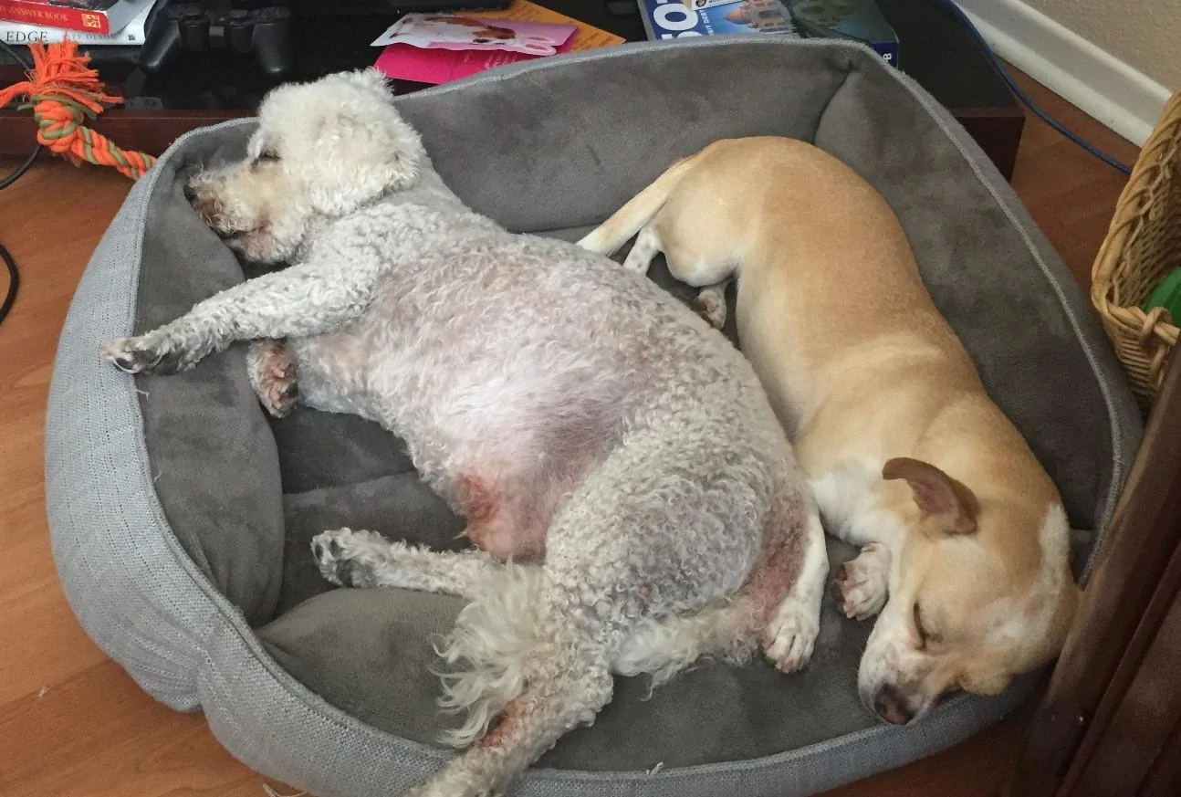 dogs.webp