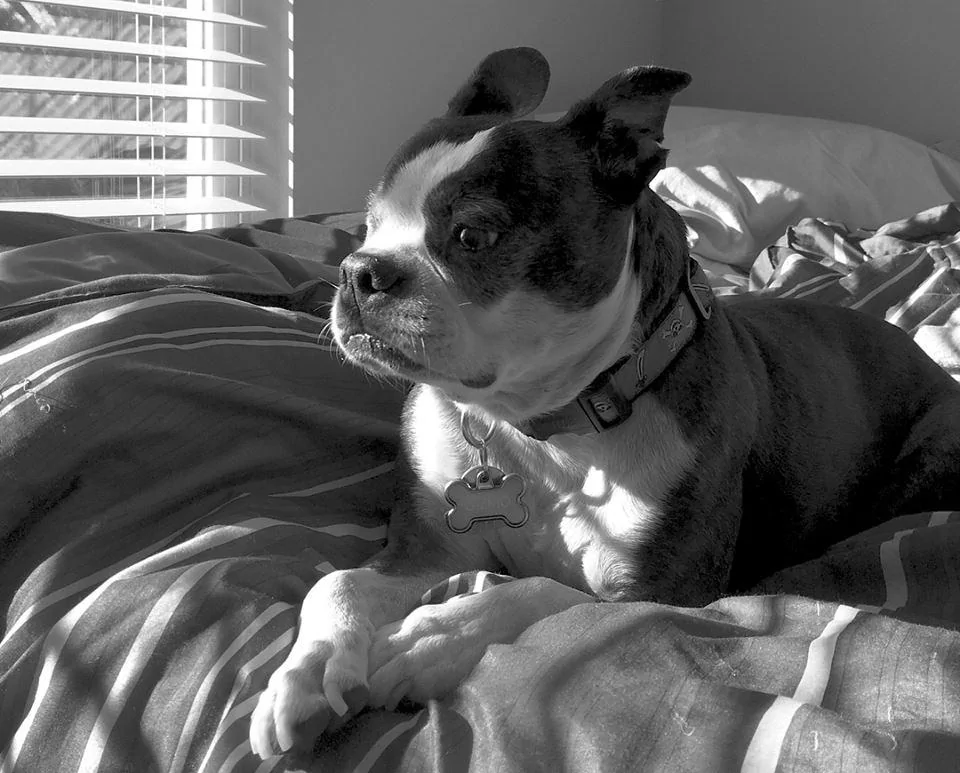 gizmo 1.webp