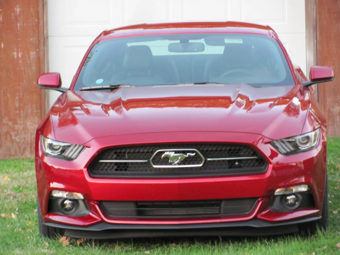 mustang3.webp