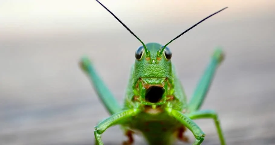 C22A1568-CE2C-4463-81C3-32C57B18965B.webp