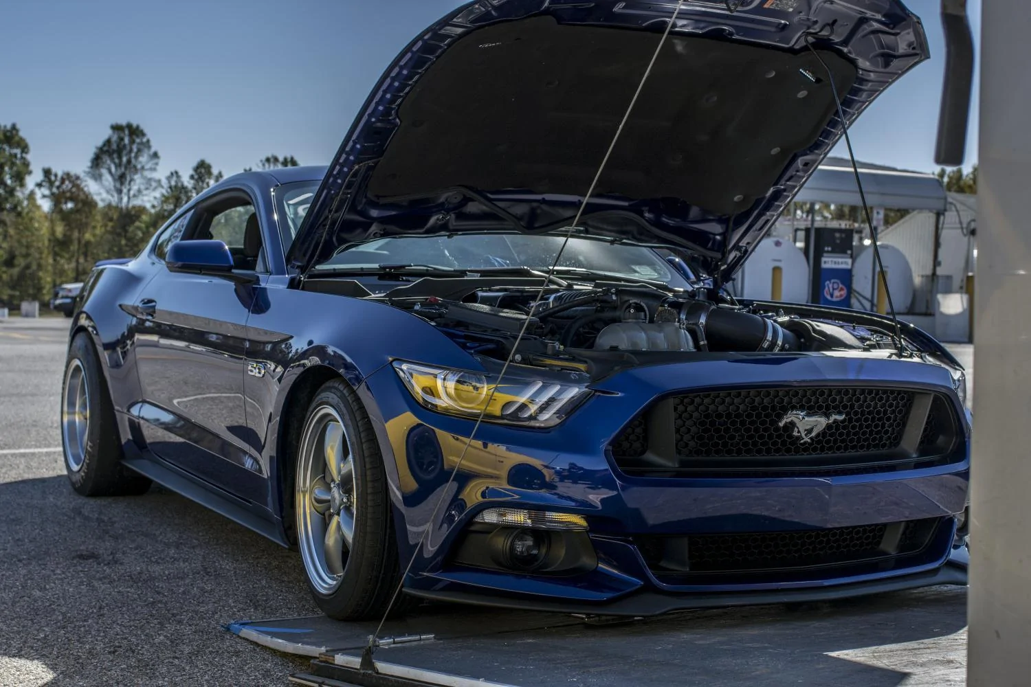 Mustang1.webp