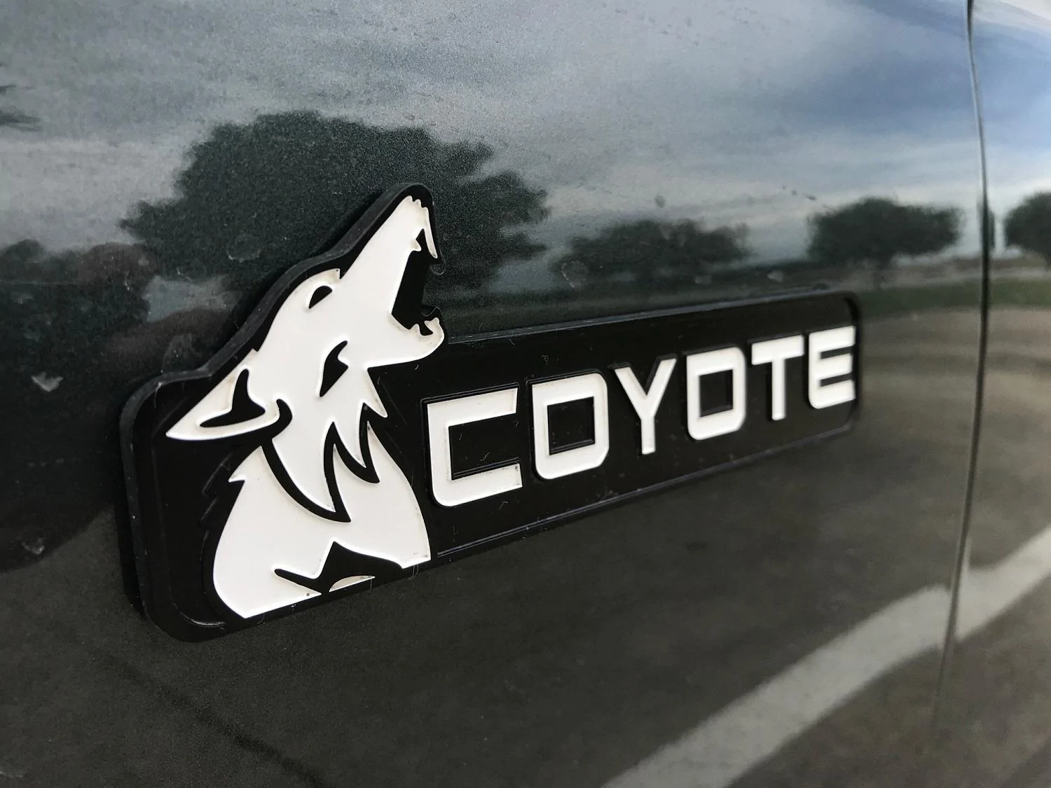 coyote.webp