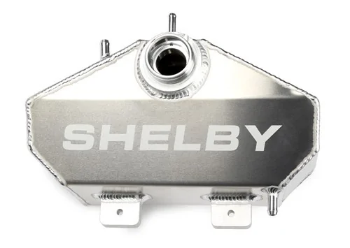 Shelby.webp