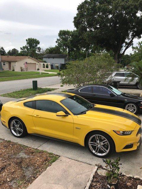 stang2.jpg