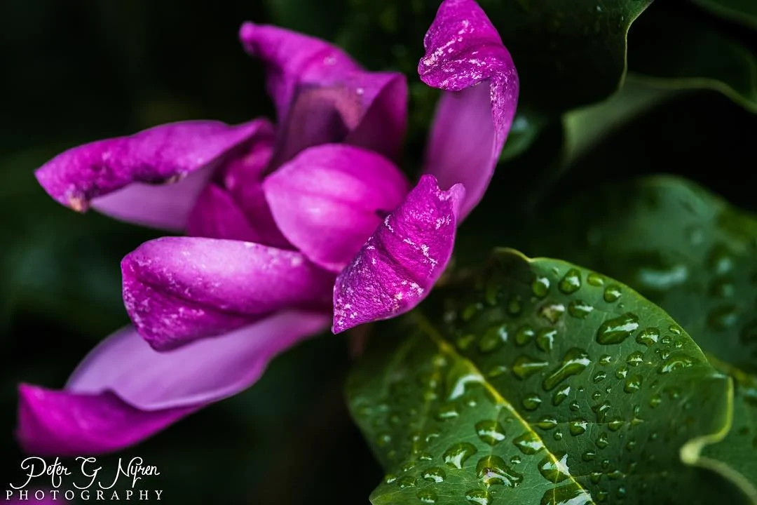 flower.webp
