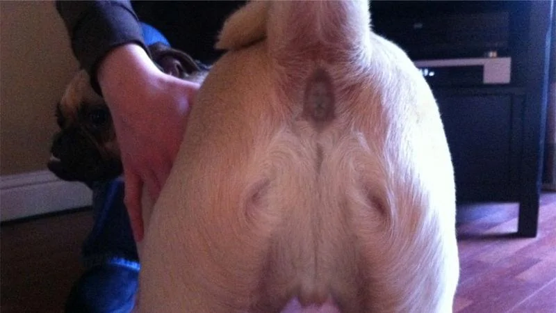 JESUS DOG ASS.webp