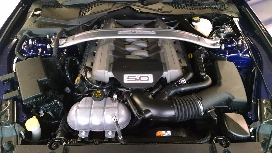 mustang pic3.webp