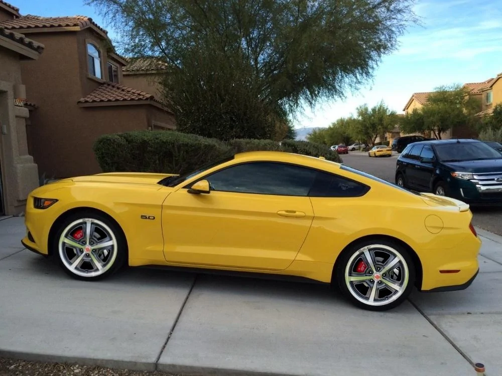 shelby.webp