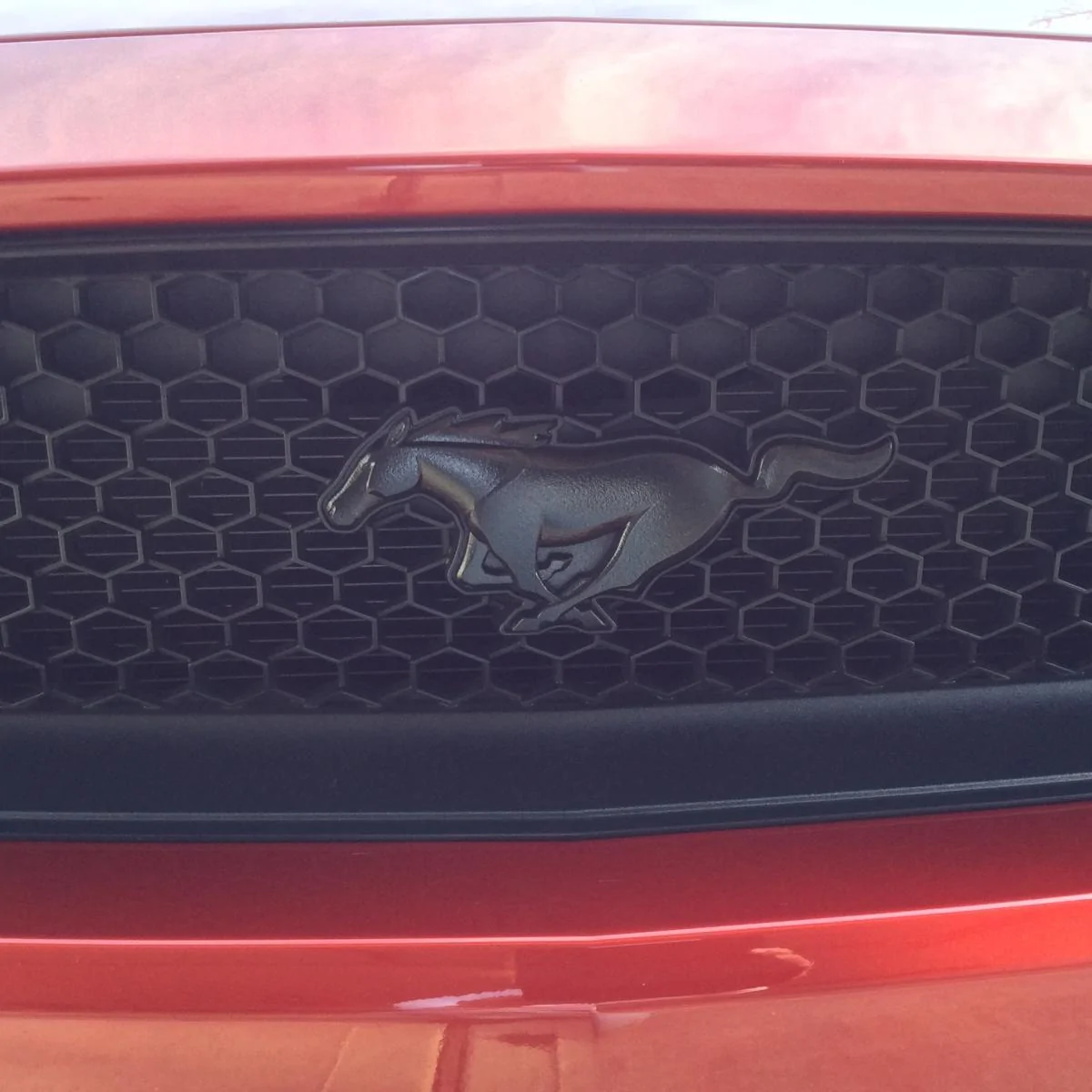 Ruby - blacked out pony close-up.webp