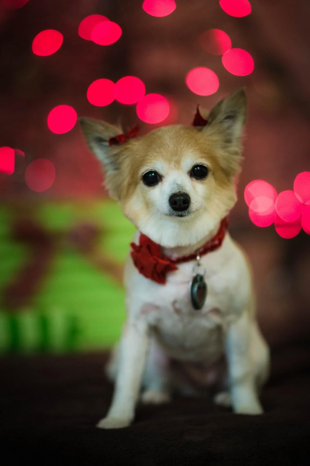 23657321960_f975a64426_h.webp