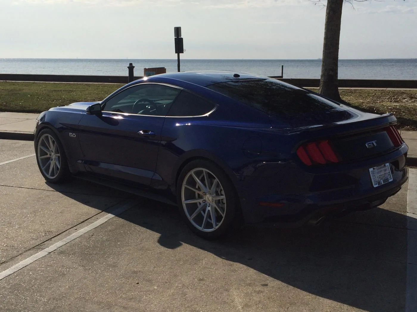 Vossen Back.webp