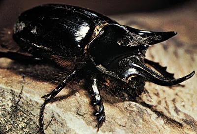 Rhino Beetle 3743-004-36199BB9.webp