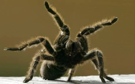 Tarantula_1506334c.webp