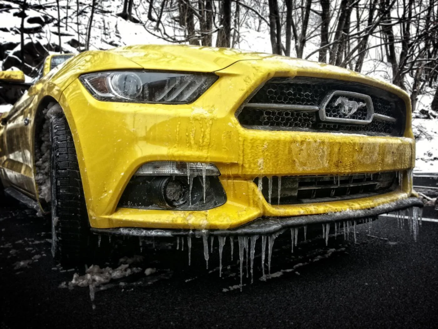 stang-with-fangs.webp