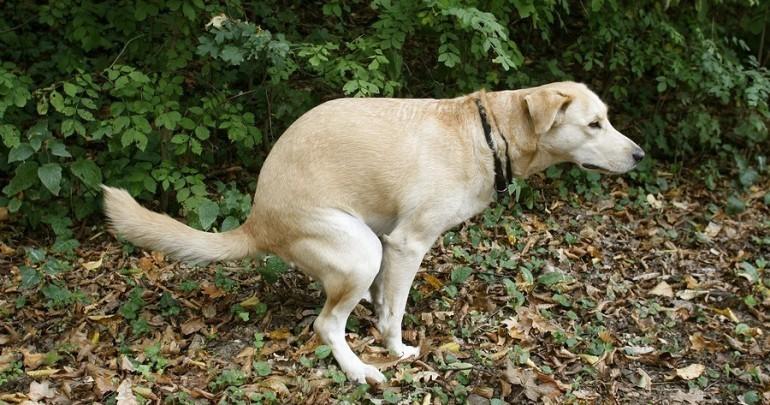 bigstock-Poo-4841747-770x405.jpg