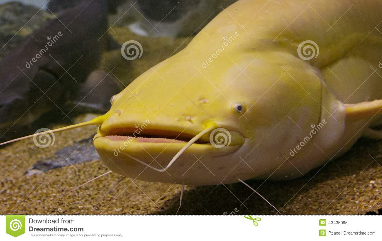 tropical-big-yellow-catfish-their-natural-habitat-video-p-43435095.jpg