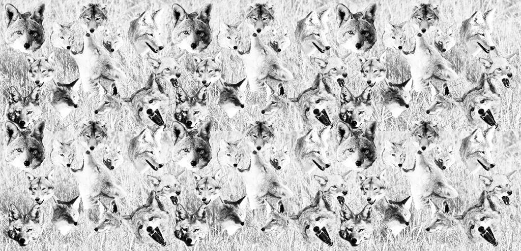 coyote montage6 small.jpg