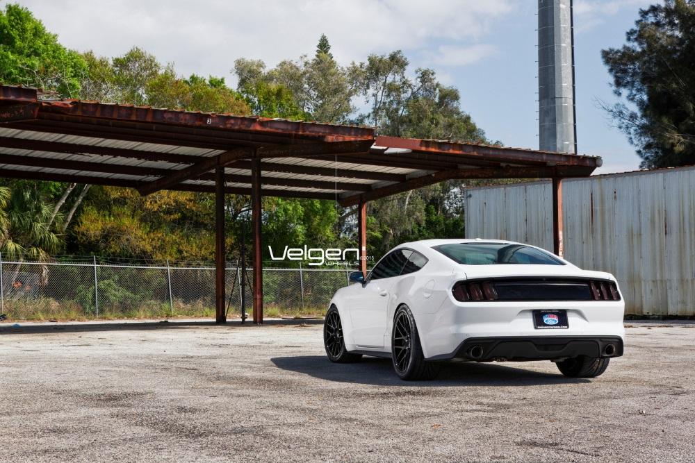 whitestang.jpg