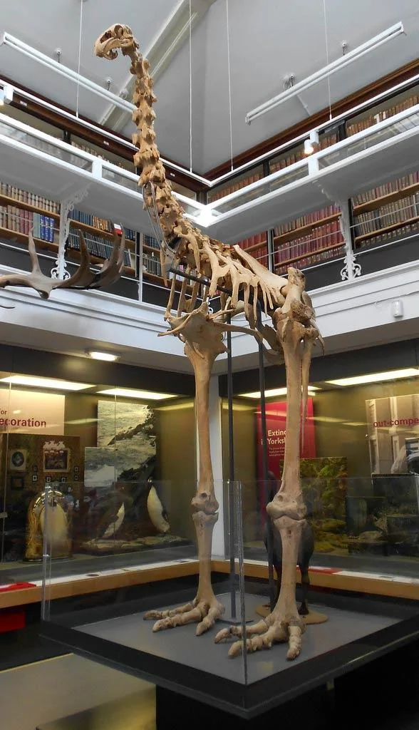 Moa9.webp