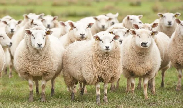 Sheep.webp
