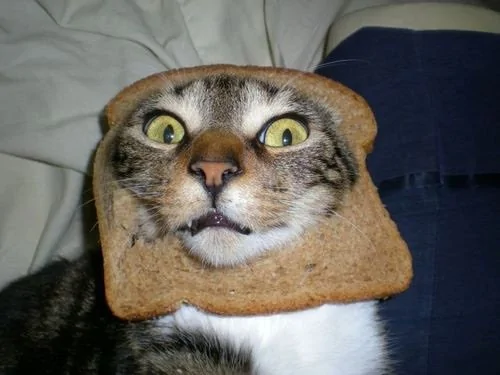 cat-toast.webp