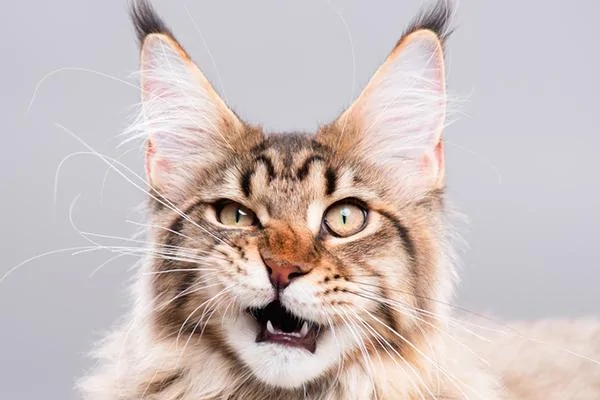 A-fluffy-cat-looking-funny-surprised-or-concerned.webp