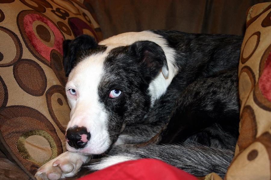 Shyla2013_03.jpg