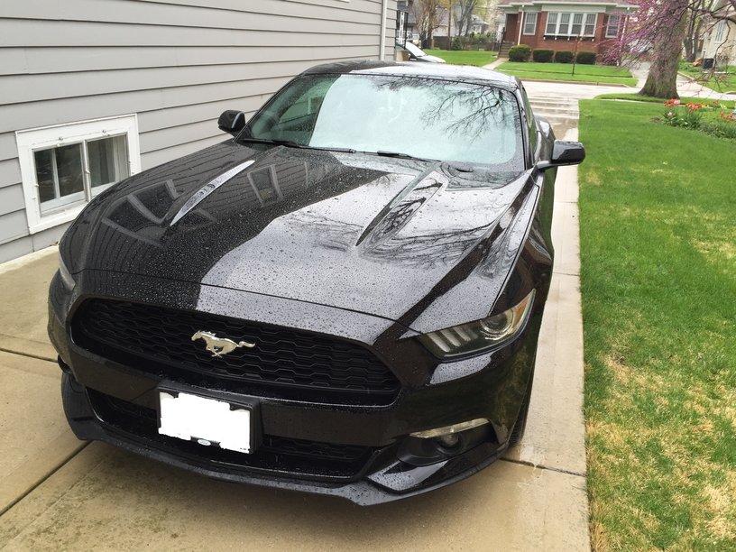 rsz_stang.jpg